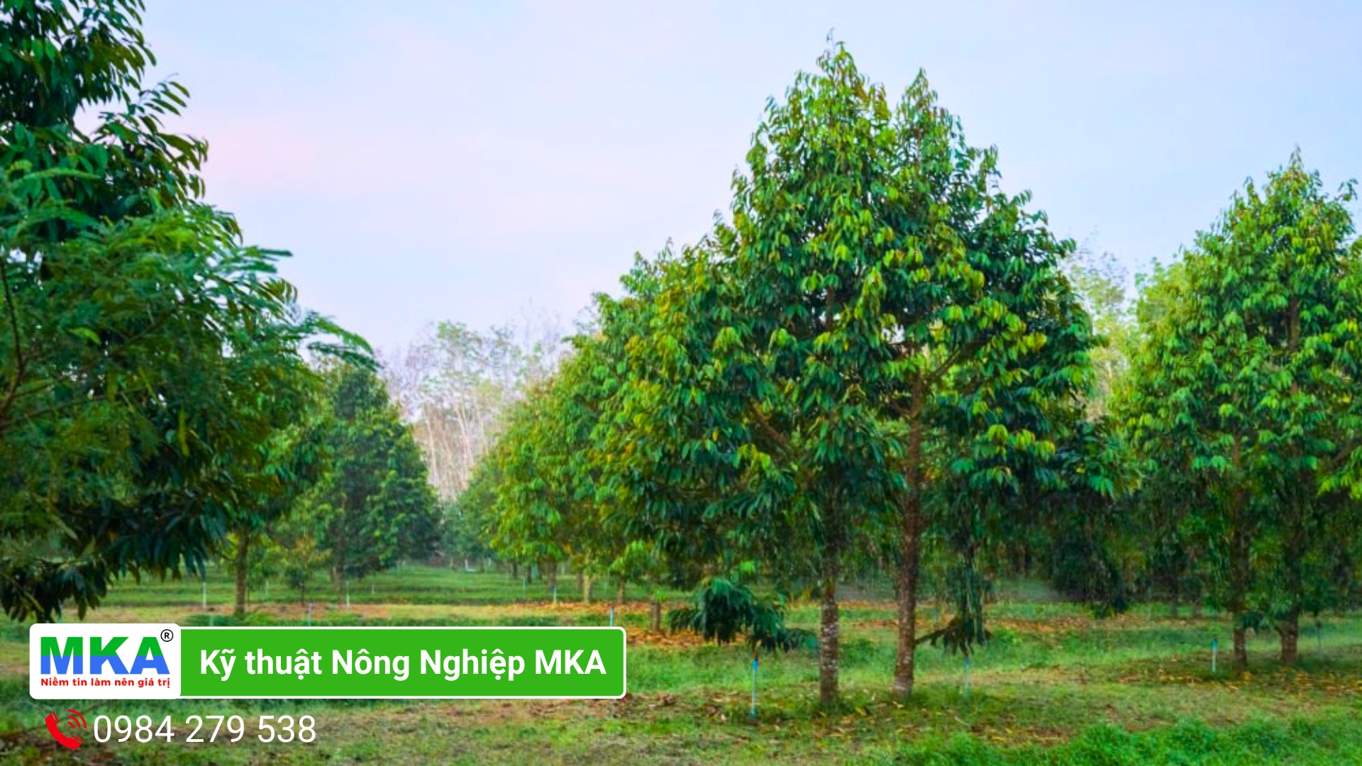 mật độ cây trồng ảnh hưởng đến sức đề kháng của cây